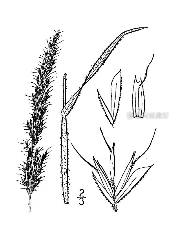古植物学植物插图:三isetum subspicatum, Narrow False Oat